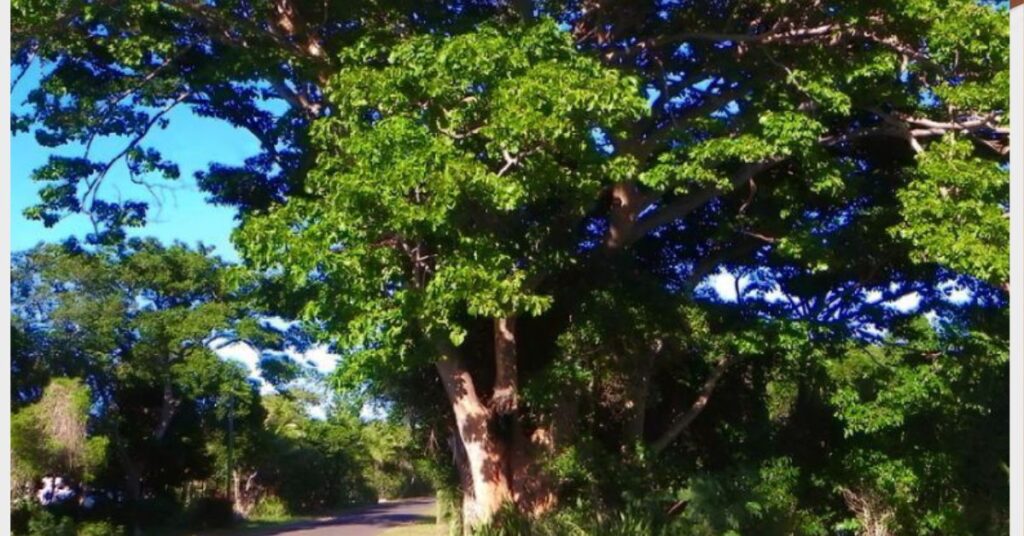 Pohon kayu merbau